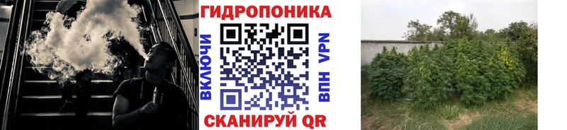 Бошки марихуана сатива  мориарти состав  Гусиноозёрск 